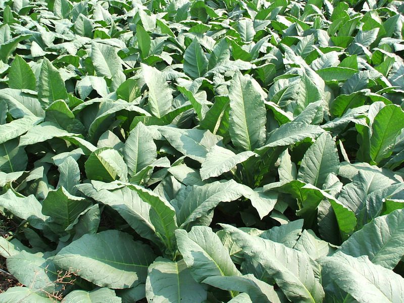 NEW SEED 6500+ Thailand tobacco seeds   1000 mg on 2011  