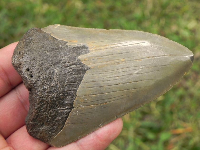 75i Megalodon Fossil Shark Tooth SYMMETRICAL BEAUTIFUL MEGALODON 