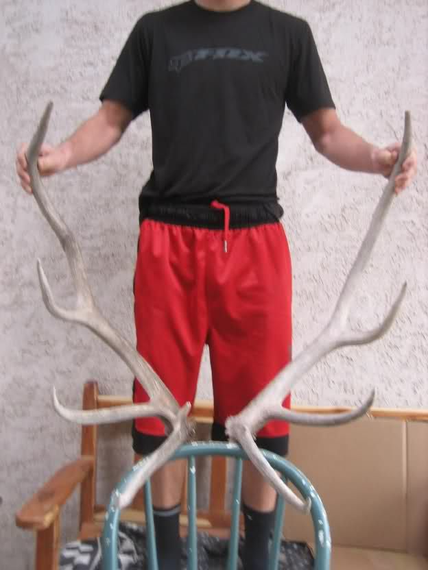 6x4 ELK SHED ANTLERS taxidermy rack deer mount whitetail mule 