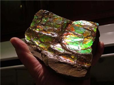 25 3lbs AMMOLITE Ammonite Fossil Gemstone Specimen  