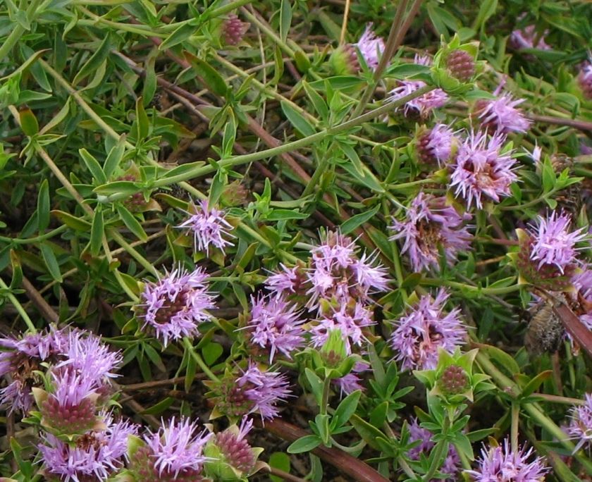 AMERICAN PENNYROYAL (Monardella odoratissima) 50+ Seeds  