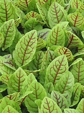 Bloody Dock, Red Veined Sorrel 10 seeds (POND)  