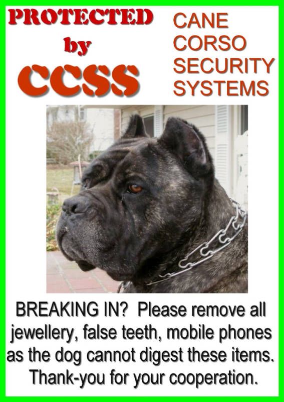 CANE CORSO SECURITY FUN BEWARE OF THE DOG SIGN  