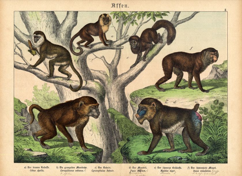 Antique Print BABOON MANDRILL MACAQUE Schubert 1878  