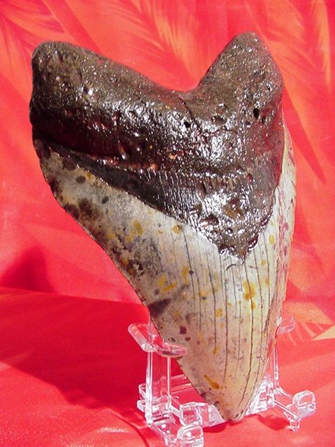 Display your prize tooth on your Custom Megalodon Shark Tooth Display 