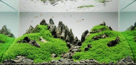 Aquascaping, Plants items in aquatic dreams 