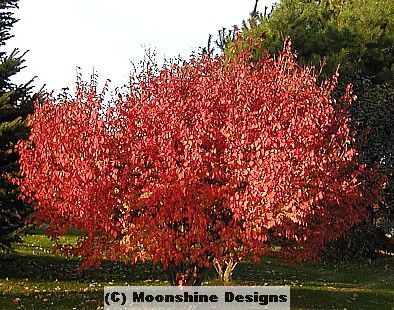 Burning Bush SHRUB SEEDS Euonymus alatus  