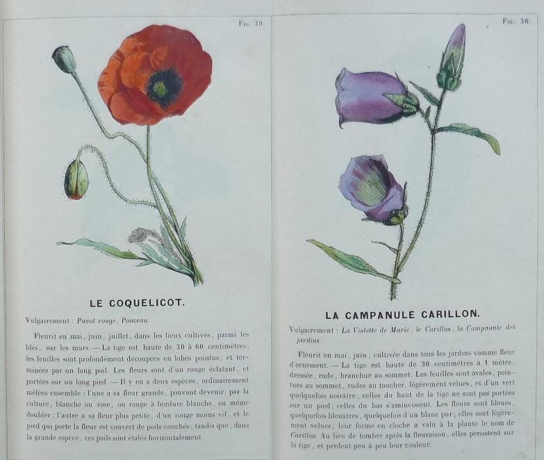 1stEd 1844 BOTANY LESSONS (Fr.) Leather Hand Col Plates  