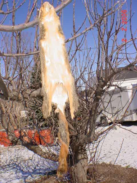 Fox Squirrel pelt beautifully tanned skin hide leather, also called 