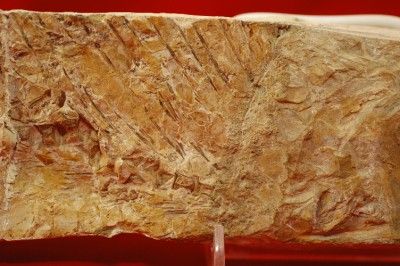 UNUSUAL CRETACEOUS FISH FOSSIL MOROCCO (TRILOBITE AGE)   stock 2 