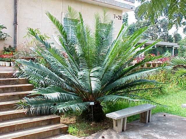 Cycas Guizhouensis~ Live 3 gallon Plant ~ Sago Cycad  