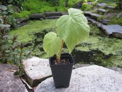 GIANT 2 FOOT LEAVES BEGONIA FUSCA. Extremely Rare Cloud Forest 