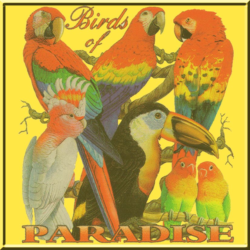 Birds Of Paradise Parrot Toucan Cockatoo Exotic Bird Shirt S,M,L,XL,2X 