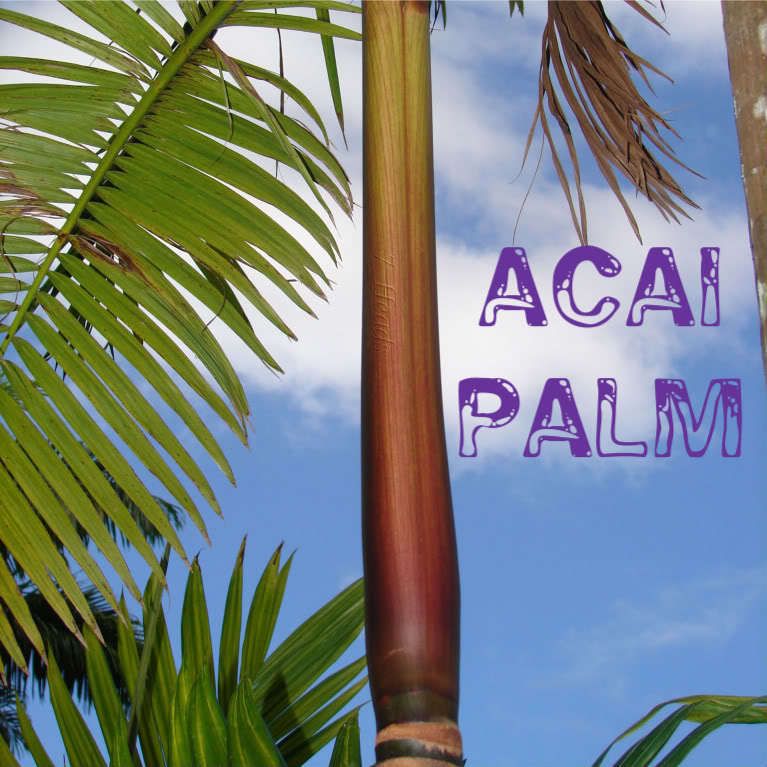 LIVE Edible Acai Palm Tree BIG 18 24+in Seedling 3GAL  