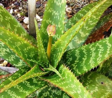 Spotted Aloe Seed = Drought Hardy, Evergreen Rosette  
