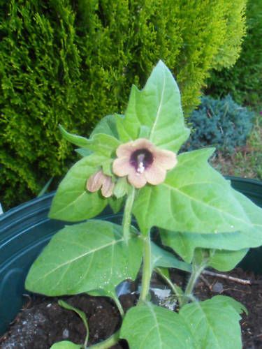 1g Hyoscyamus Niger BLACK HENBANE seeds wiccan herb  