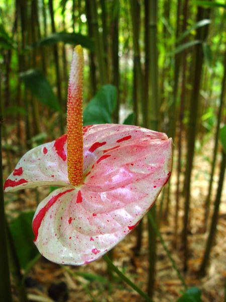 ANTHURIUM Shibori PLANT Marbled Red and Pink  