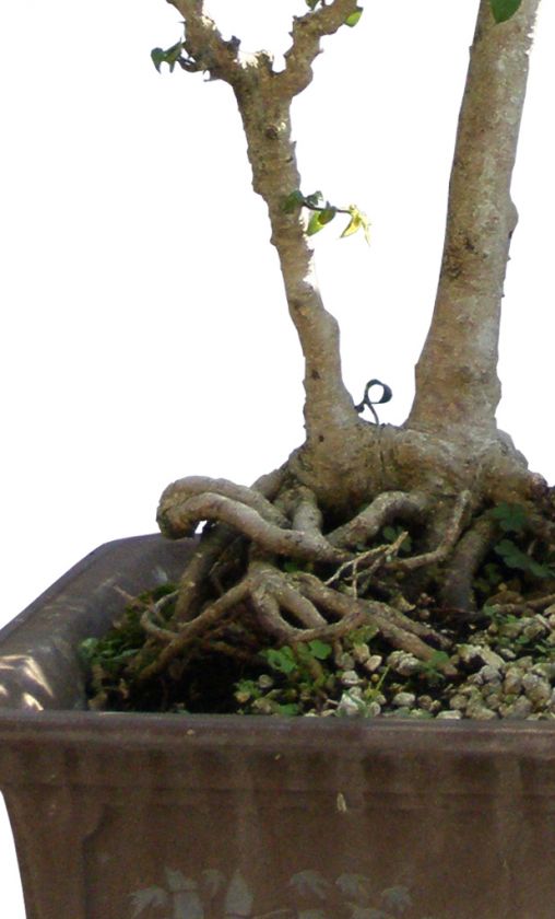 Old Bonsai Tree Benjamin Ficus 31 Tall Aerial Roots  