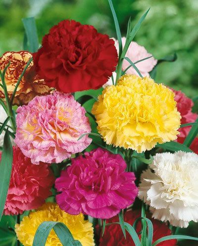 FLOWER SEEDS LILIPOT MIX CARNATION ANNUAL FLOWERS SEED  