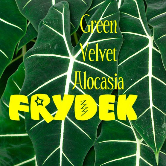 Live LG Plant ELEPHANT EAR Green Velvet Alocasia FRYDEK  