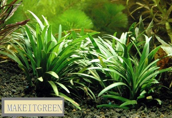 Live AQUARIUM PLANT FISH Ophiopogon Japonica Grass TANK  