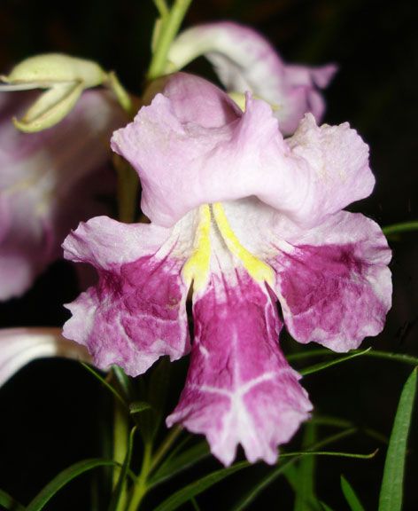 Chilopsis DESERT ORCHID TREE Season Long Bloom ~SEEDS~  