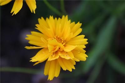 Sunburst Coreopsis Coreopsis grandiflora seeds F58  